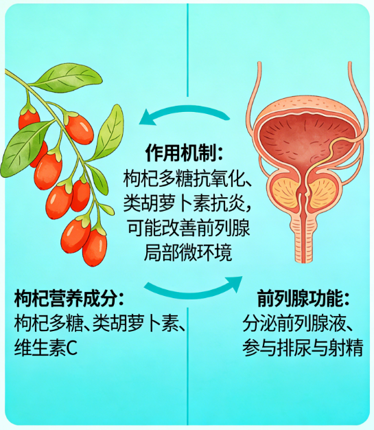 男人喝枸杞泡水对前列腺有好处吗？壮阳补肾吗？-前列腺论坛